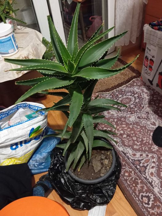 Продавам алое Вера