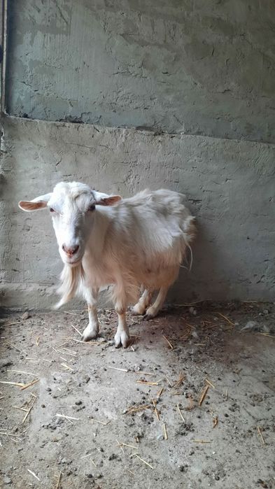 Эчкилар сотилади