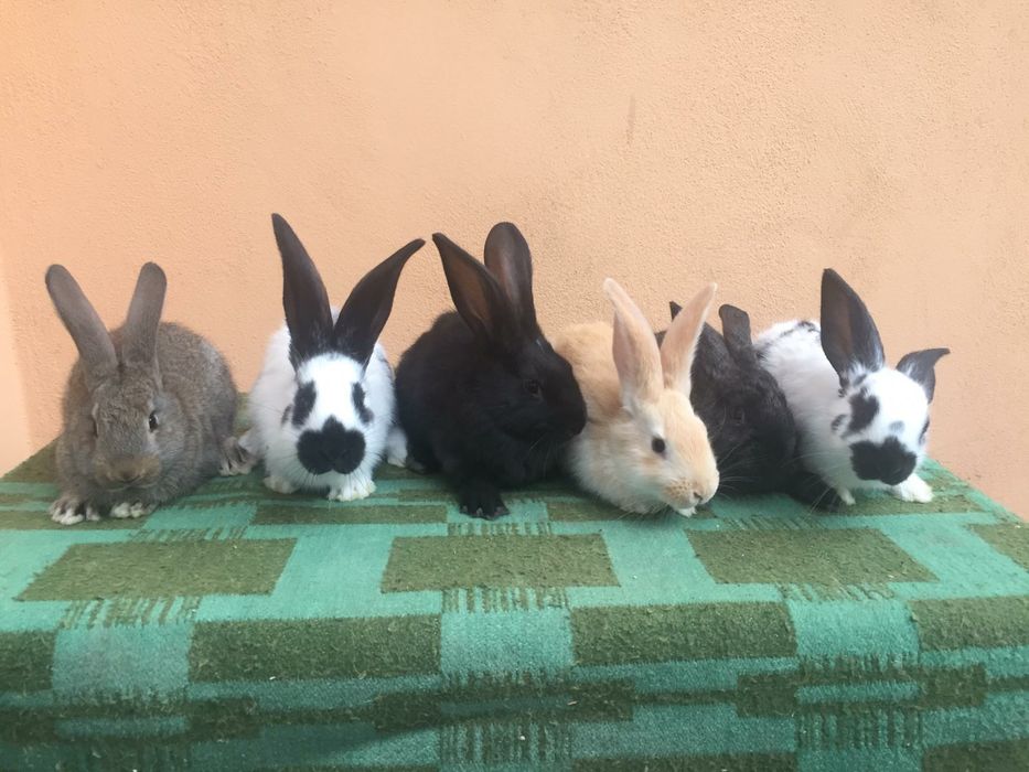 Vând iepuri hycole francez și fluture german