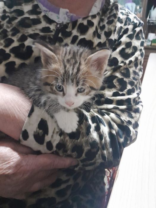 Отдам котят в добрые руки