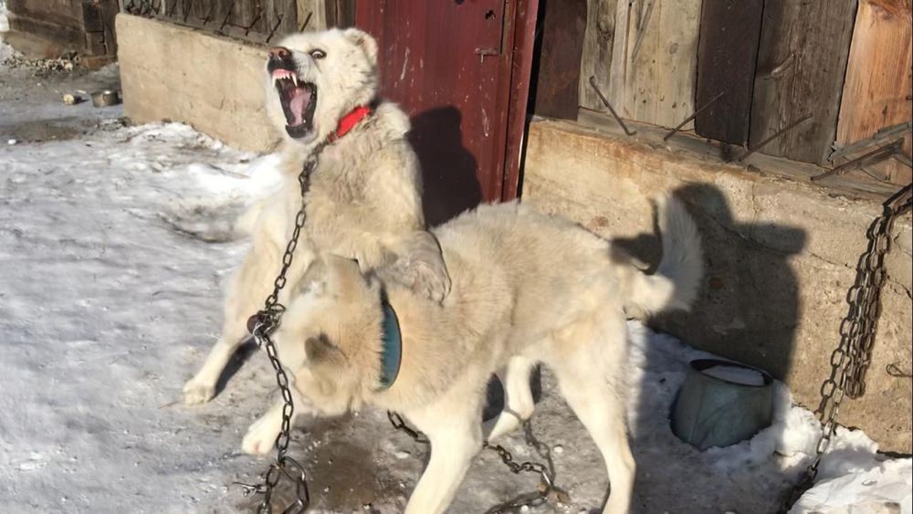 Продам тобет девочка молодая