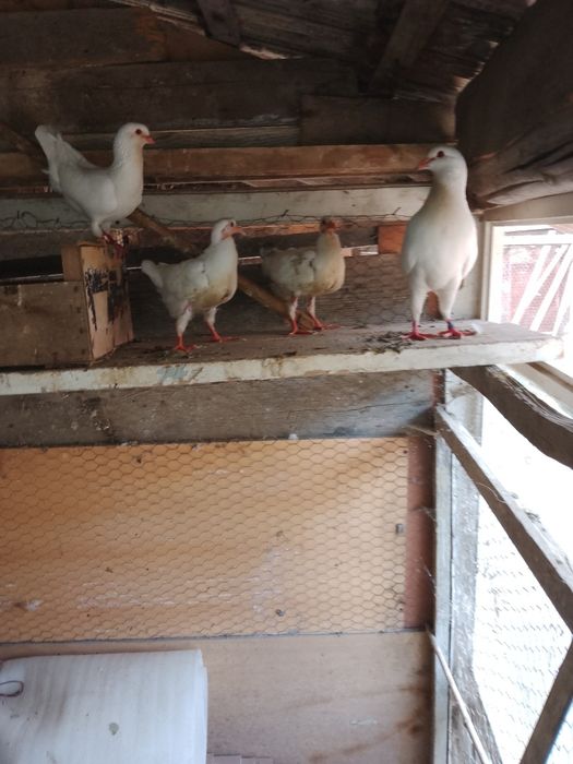 Porumbei circani albi