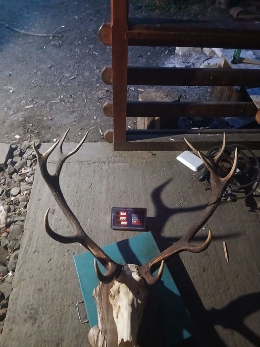 Trofeu  cerb carpatin