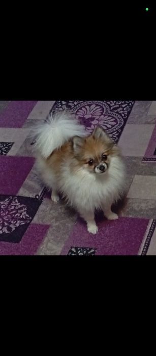 Ищем жениха для девочки шпица