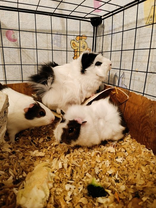 Морские свинки продам