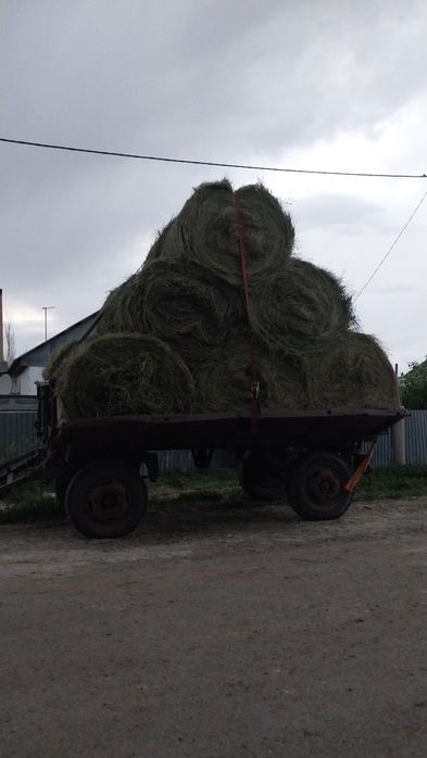 Шөп сатылады житняк аралас