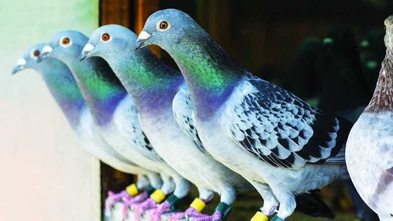 Гълъбова (птича тор) - висококачествена, 100% чиста