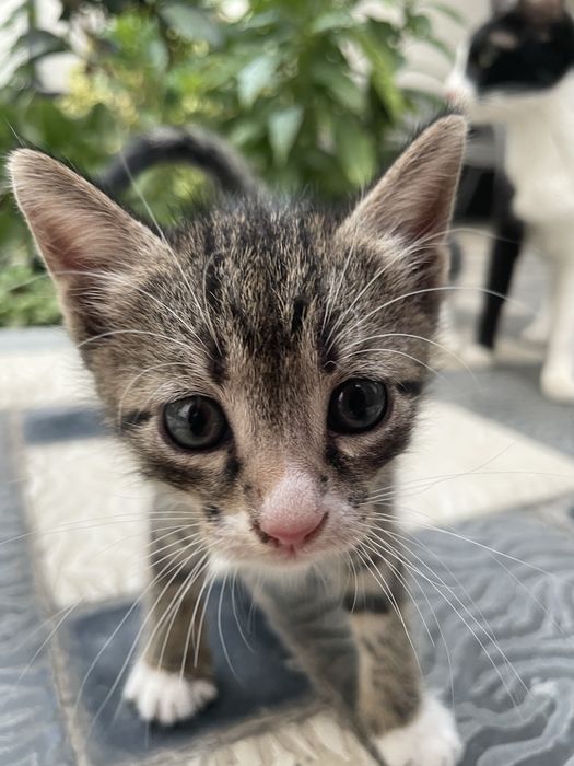 Котята в добрые руки беспла