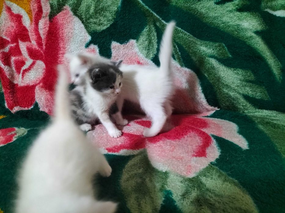 Отдам в добрые, хорошие руки котят