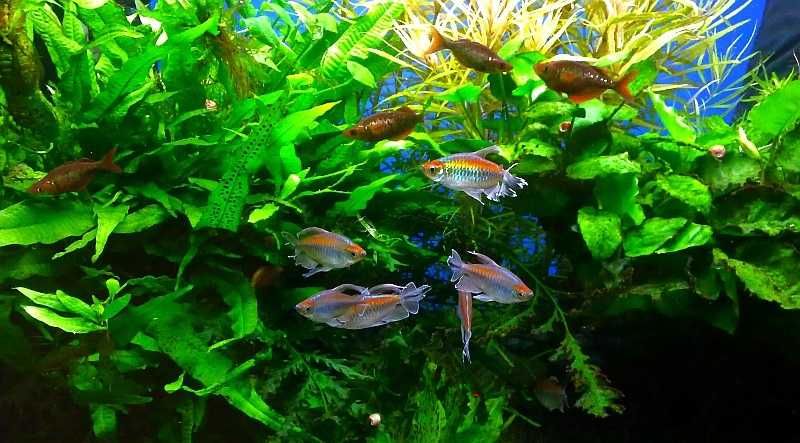 Тетра Конго в Аква-Зоо Салоне “Посейдон”