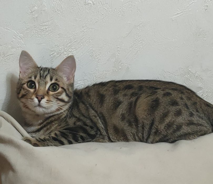 Котята в хорошие руки