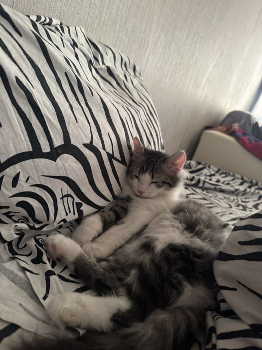 Отдам котёнка в добрые руки