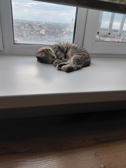 Котенок 5 мес девочка