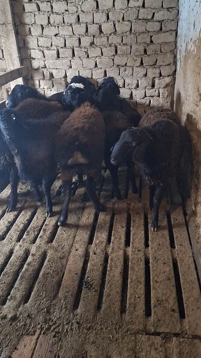 Сатылмда кошкар 8 бас