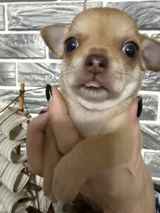 Супер Щенки чихуахуа !!!