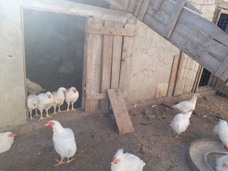 Vand pui de carne crescuti bio la 75 de lei .