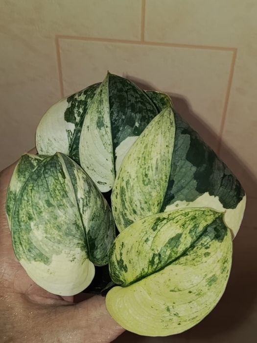 Продам сциндапсус.