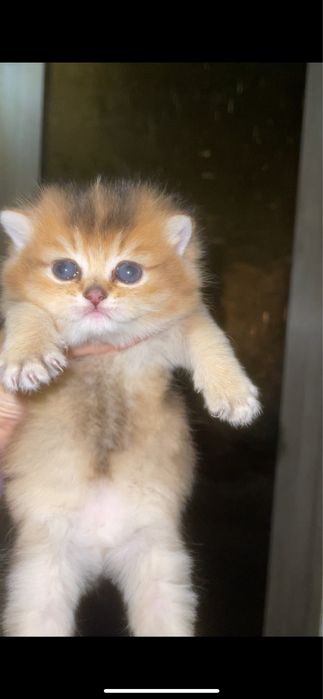 Кот породы британская золотая шиншилла, золотистый окрас.