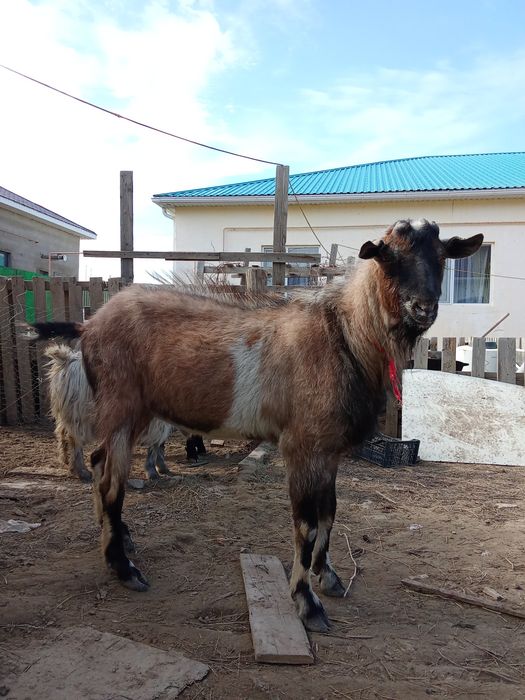 Теке сатылады саудасы бар