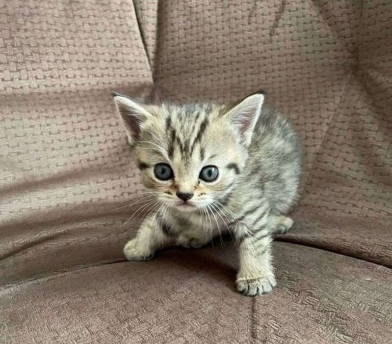 Шотландские дквочки, 1.5 мес вискас золото