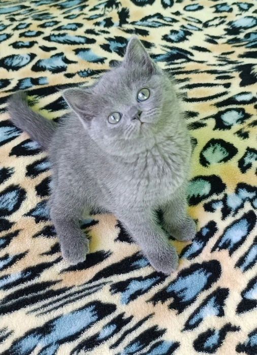 Продаётся котенок девочка породы скоттиш страйт.