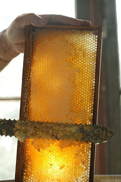 Высокогорный МЁД