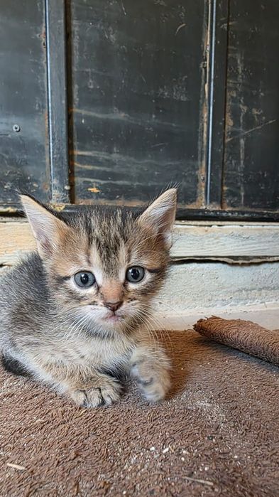 Отдам в добрые руки
