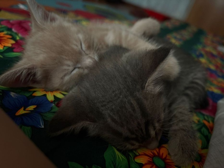 Котята в хорошие руки
