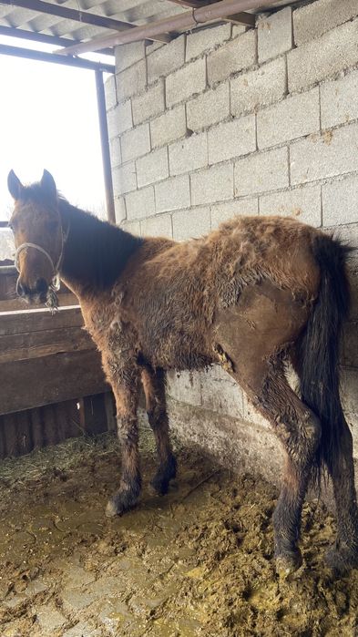 Байланған семіз құнан сатылады