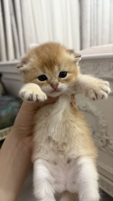 продаются котята шиншилы