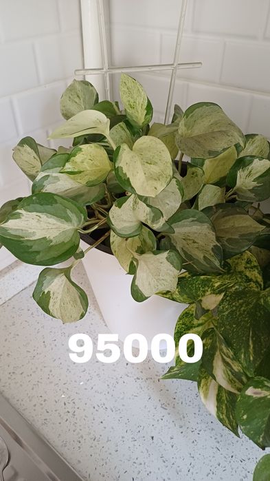 Сциндапсусы в горшках