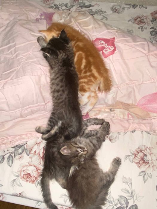 Котята в добрые руки (2 месяца, приучены к лотку)