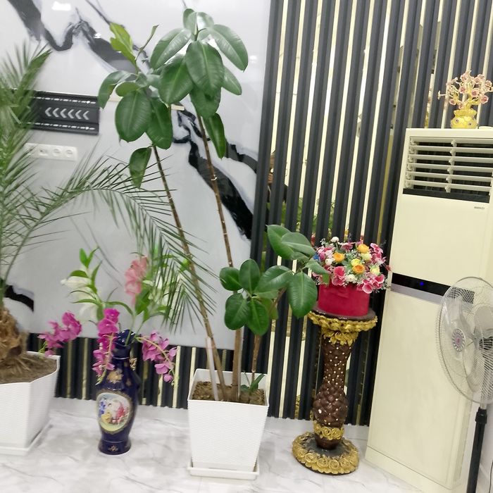 Гуллар дикорацивны