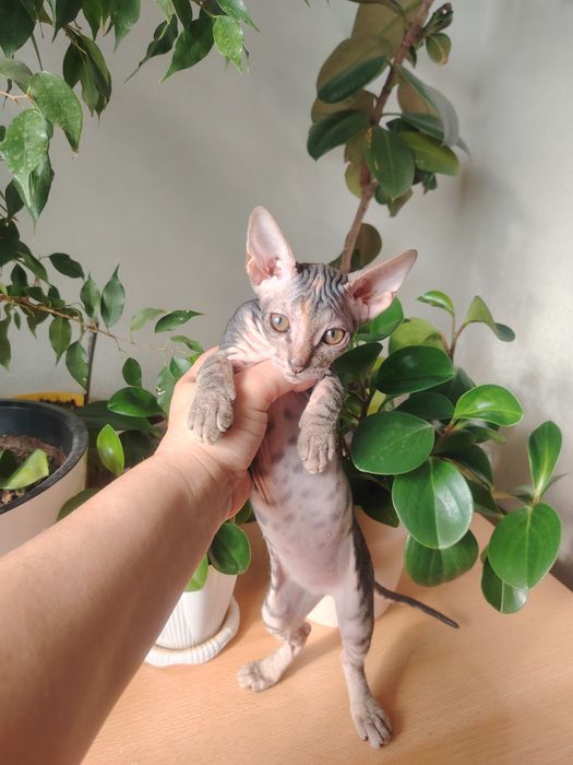Котята сфинкс тактильные, игривые, умненькик