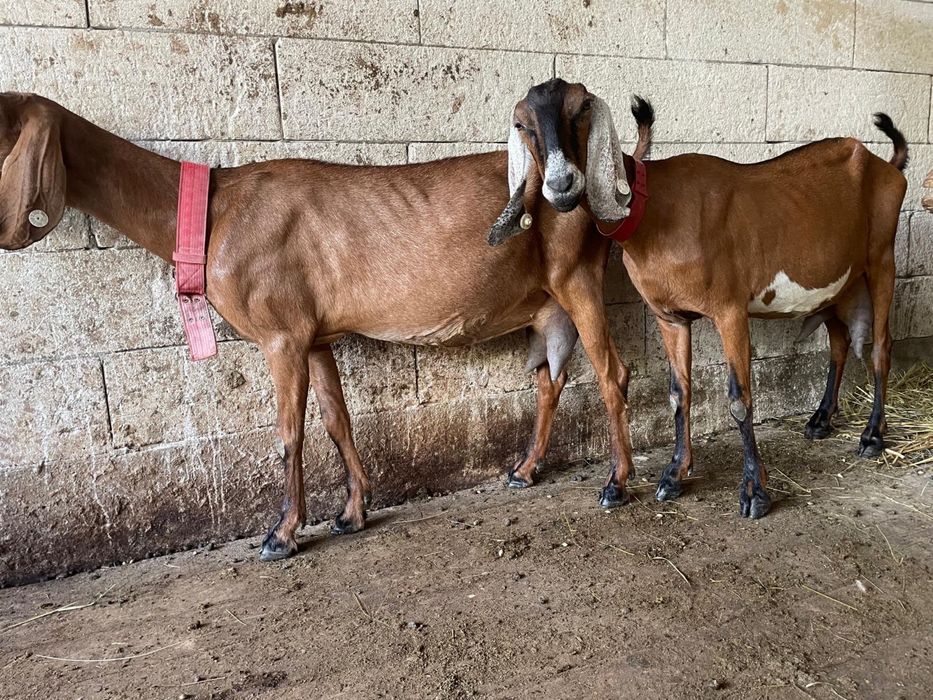 Capre de vânzare – bune de lapte, crescute la țară