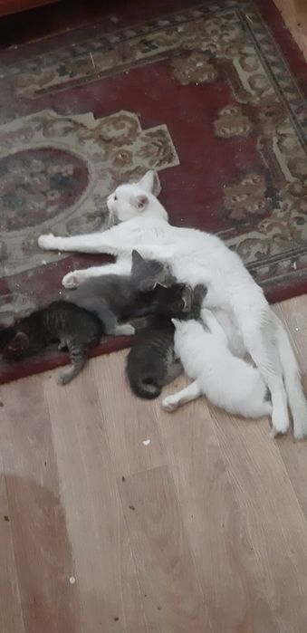 Отдам котят в добрые руки