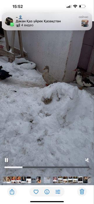 Продам уток пекинок