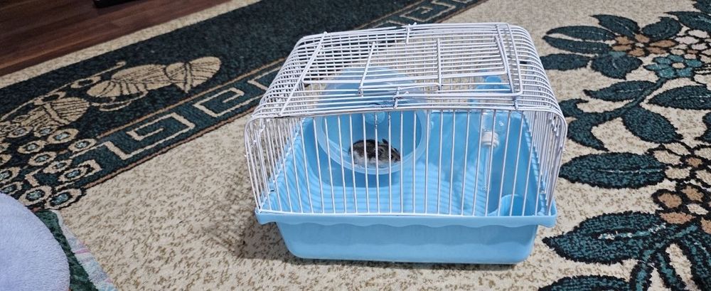 Продам клетку для хомяков вместе с джунгарским хомяком