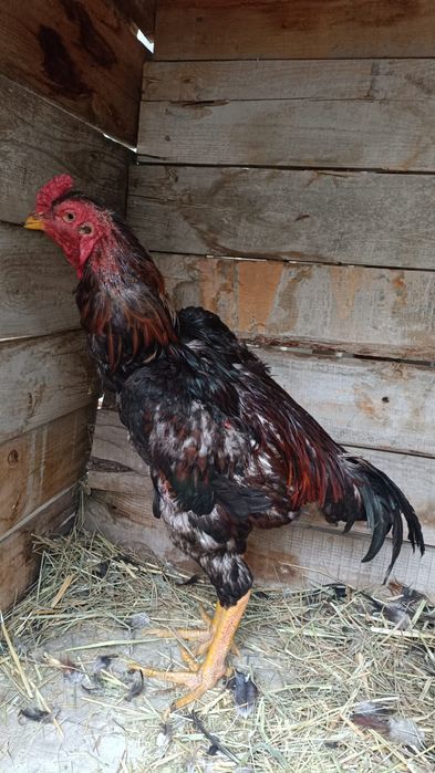 Продам дакана,,,