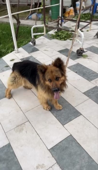 Uzun junli nemis ovcharkasi sotiladi