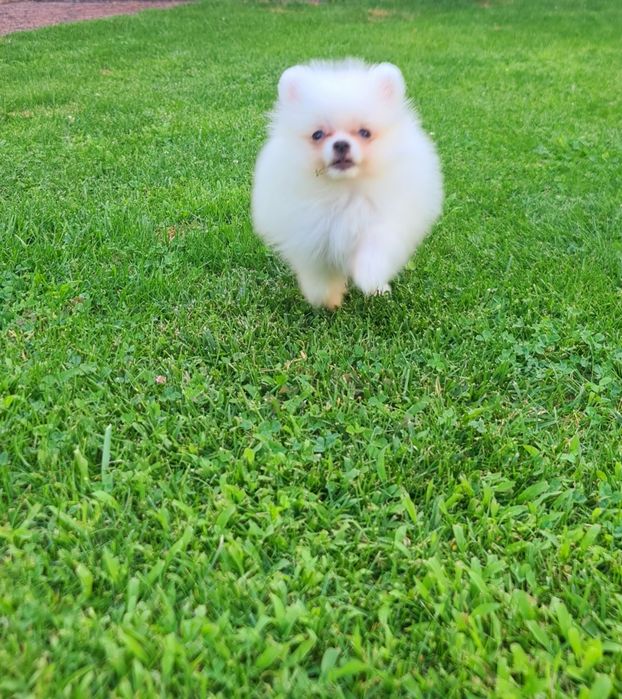 Pomeranian  mini