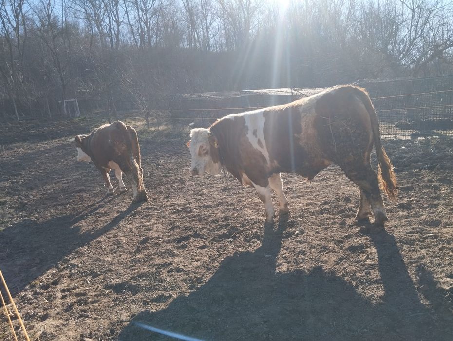 Vand taur pentru taiat