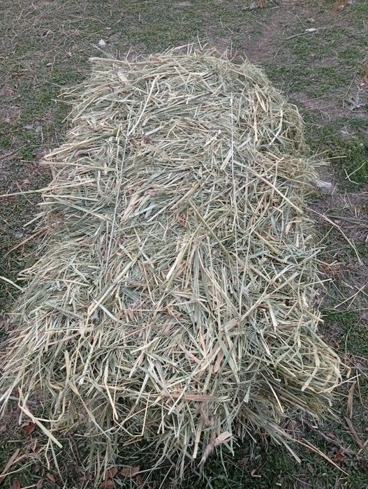 Сено          Шоп