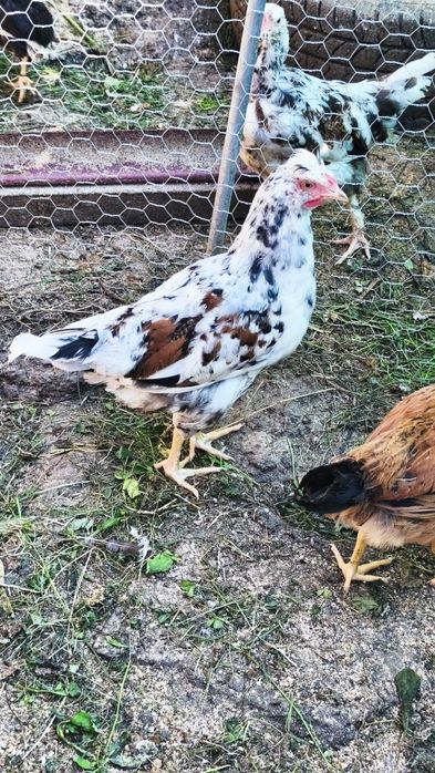 Vând cocoșei moțați