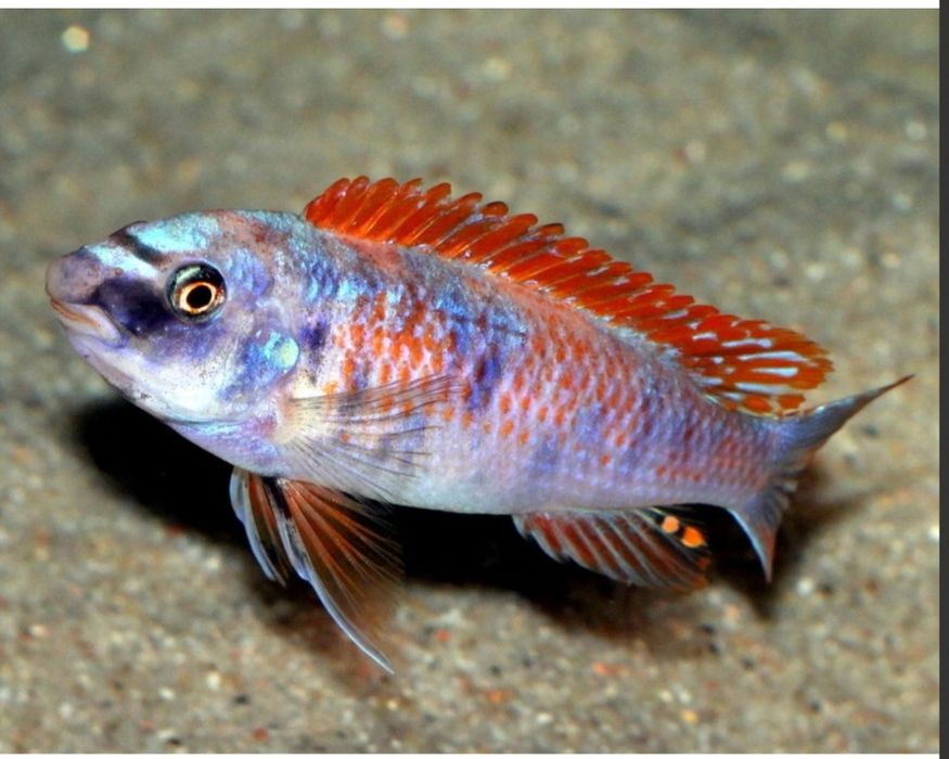 Аквирумни риби африкански цихлиди от езерото Малави