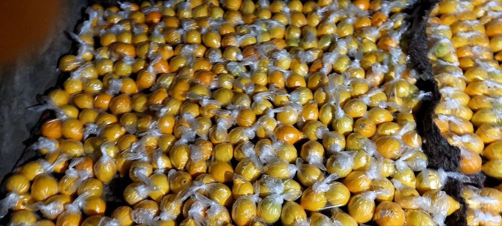 Adboʻrniy limonlar sotiladi