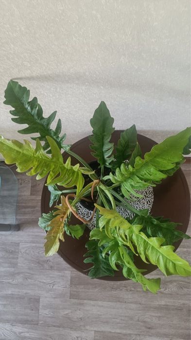 Филадендрон Золотой  Крокодил