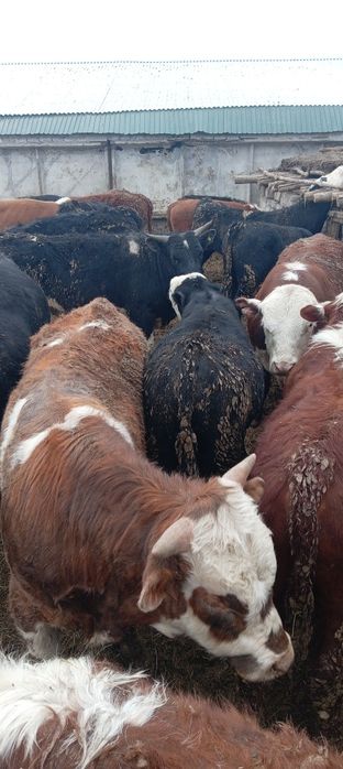 Породистые бычки