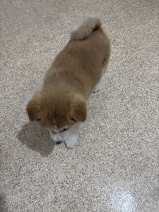 Японской Акита Ину Девочка Хатико