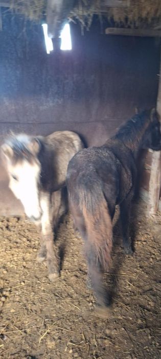 Продаются  жабағы